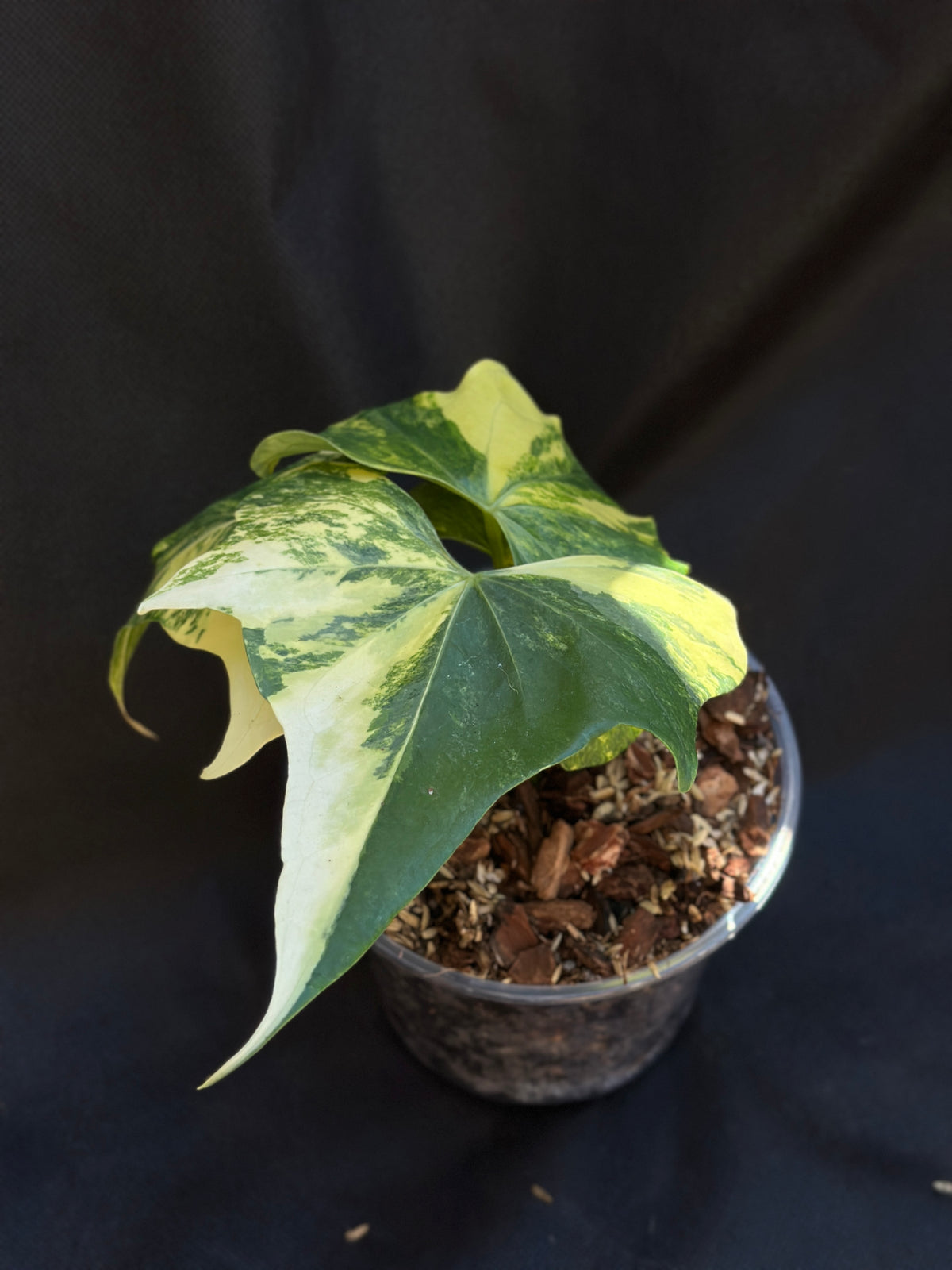 Anthurium 'Pterodactyl' Highly Variegated 6" (Not From Tissue Culture)