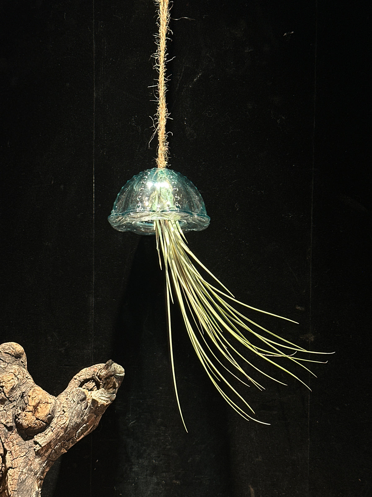Jellyfish