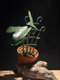 Hoya Globulosa (aka Hoya Villosa)