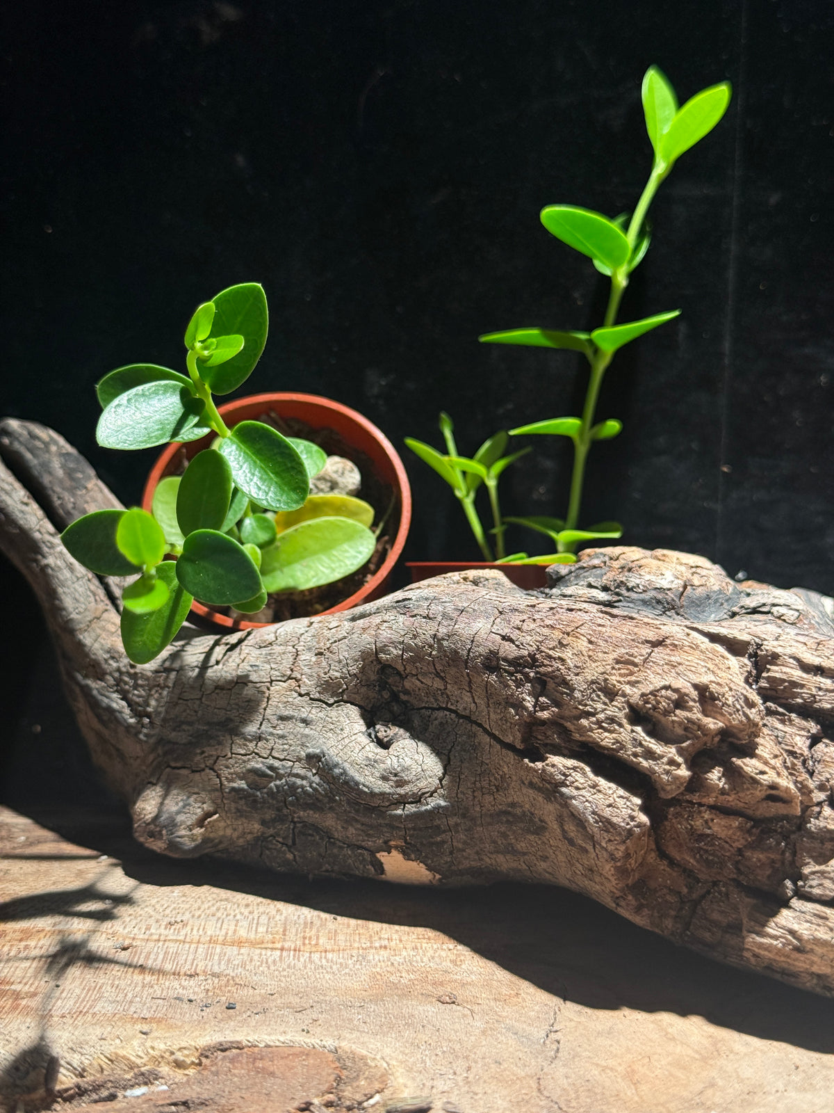 Hoya cumingiana