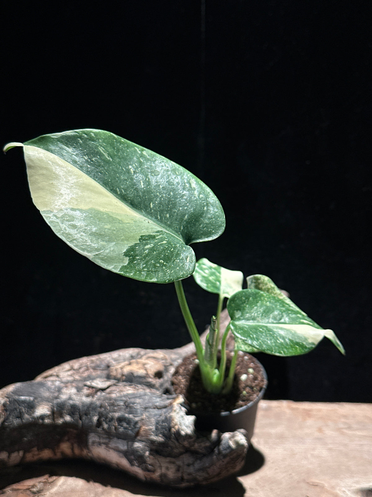 Monstera Deliciosa 'Thai Constellation Galaxy'
