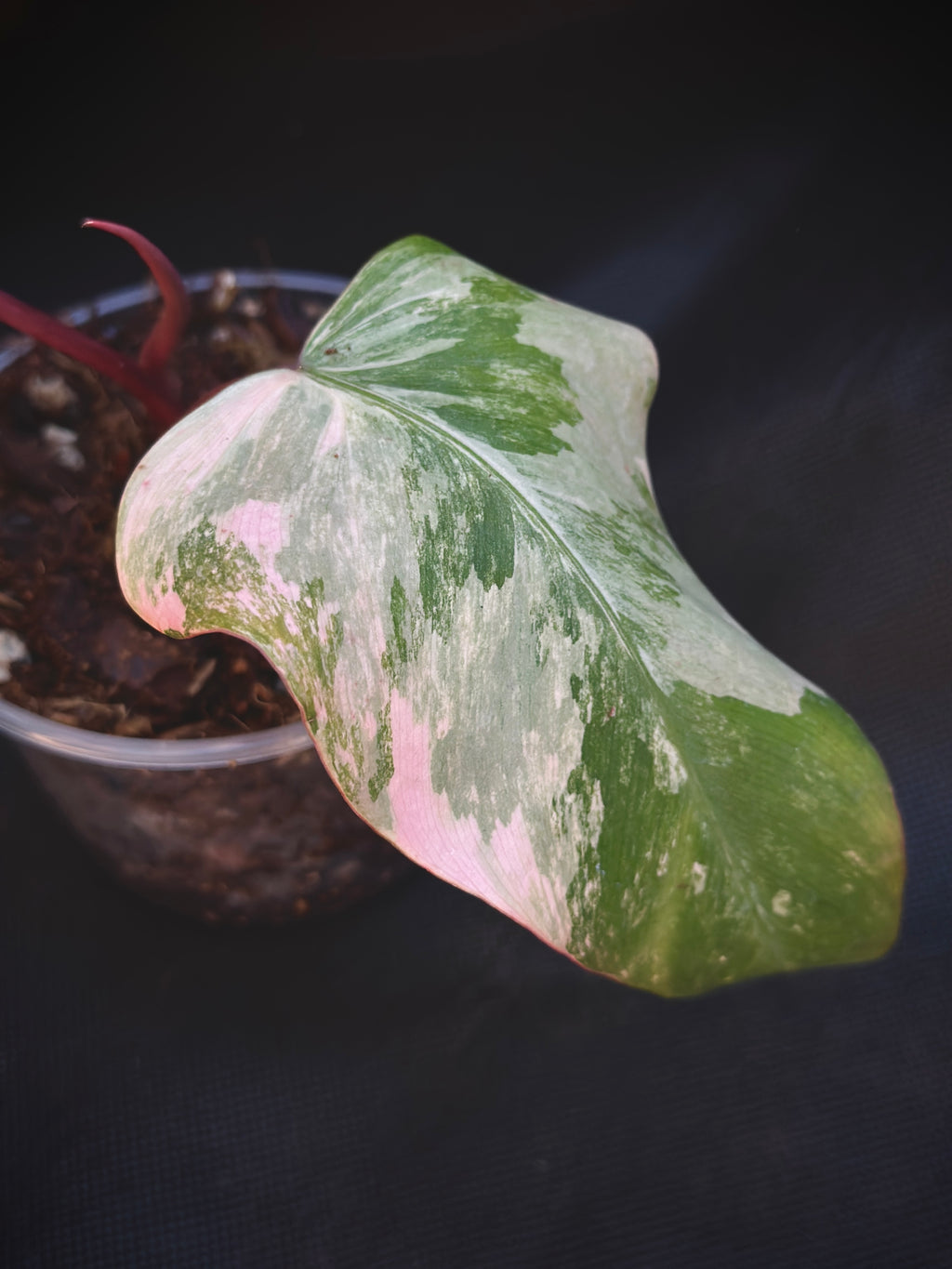 Philodendron 'Strawberry Shake'