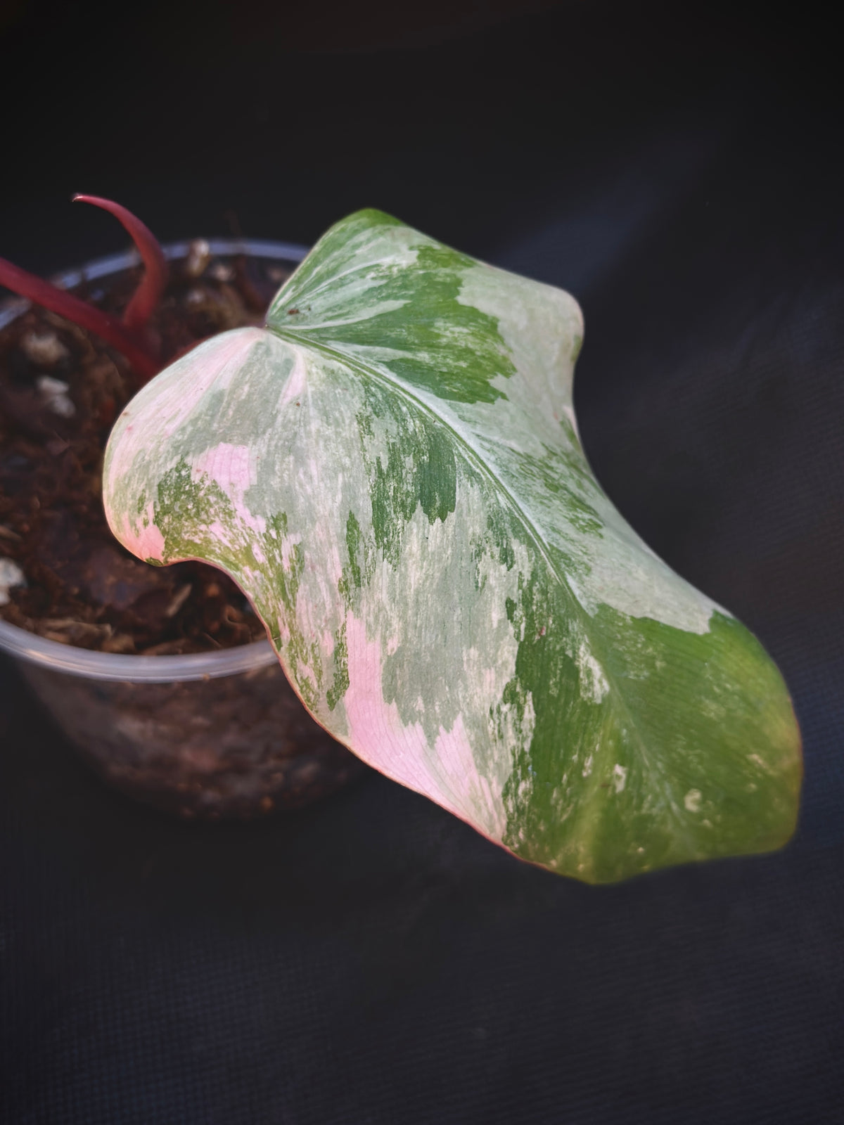 Philodendron 'Strawberry Shake'