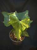Anthurium 'Pterodactyl' Highly Variegated 6" (Not From Tissue Culture)