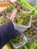 Nepenthes Lowii x Ventricosa