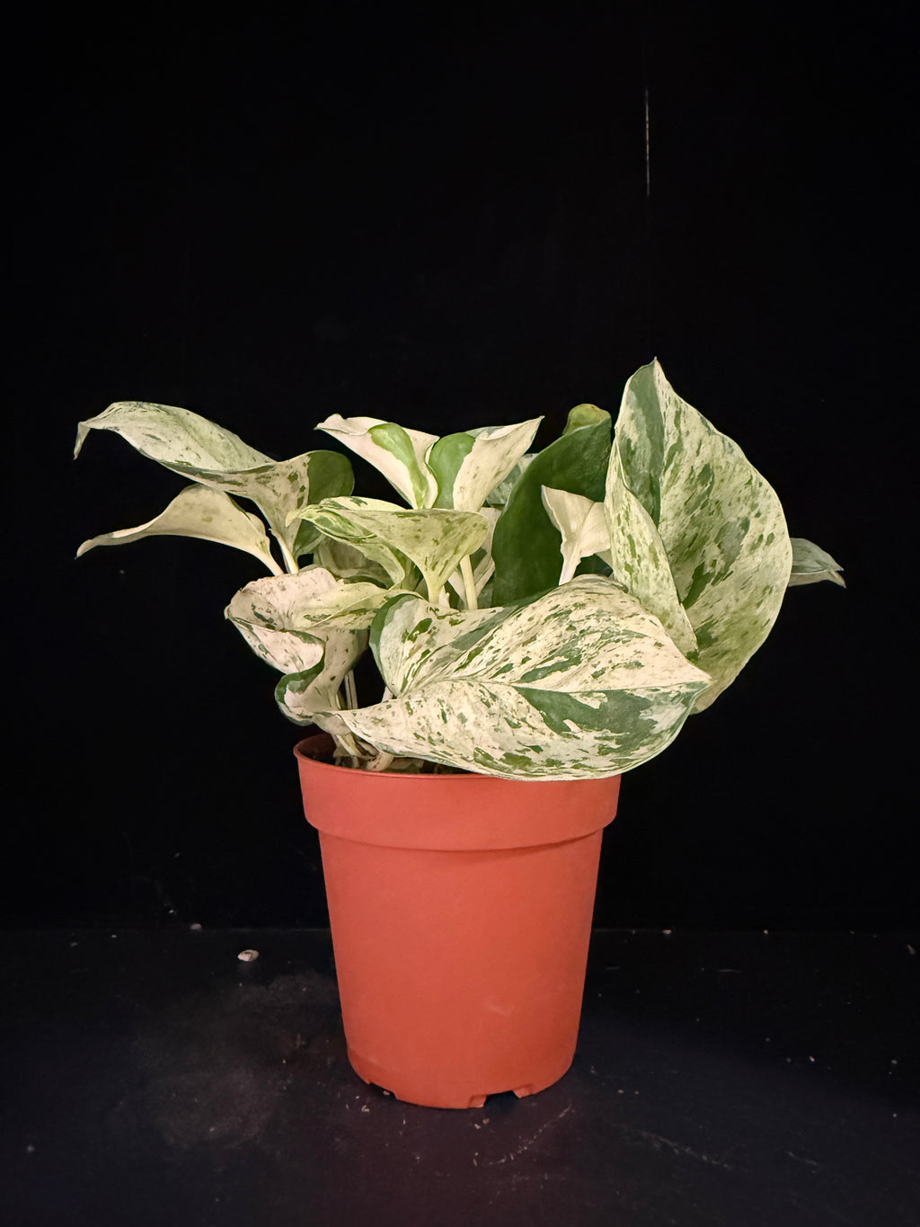Epipremnum Aureum ‘Manjula Compacta’
