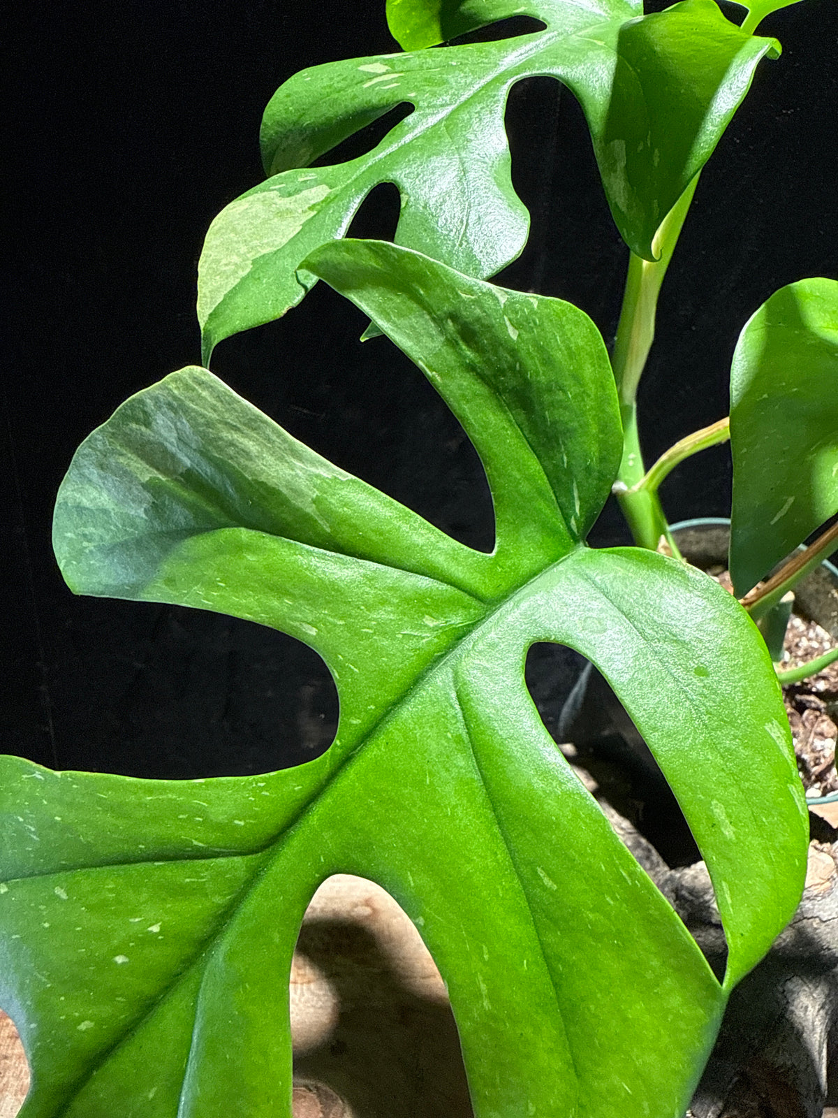Variegated Rhaphidophora tetrasperma