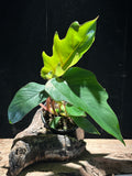 Philodendron Tahiti (P. mayoi) – 4" Jungle-Vibe Palm Leaf Plant