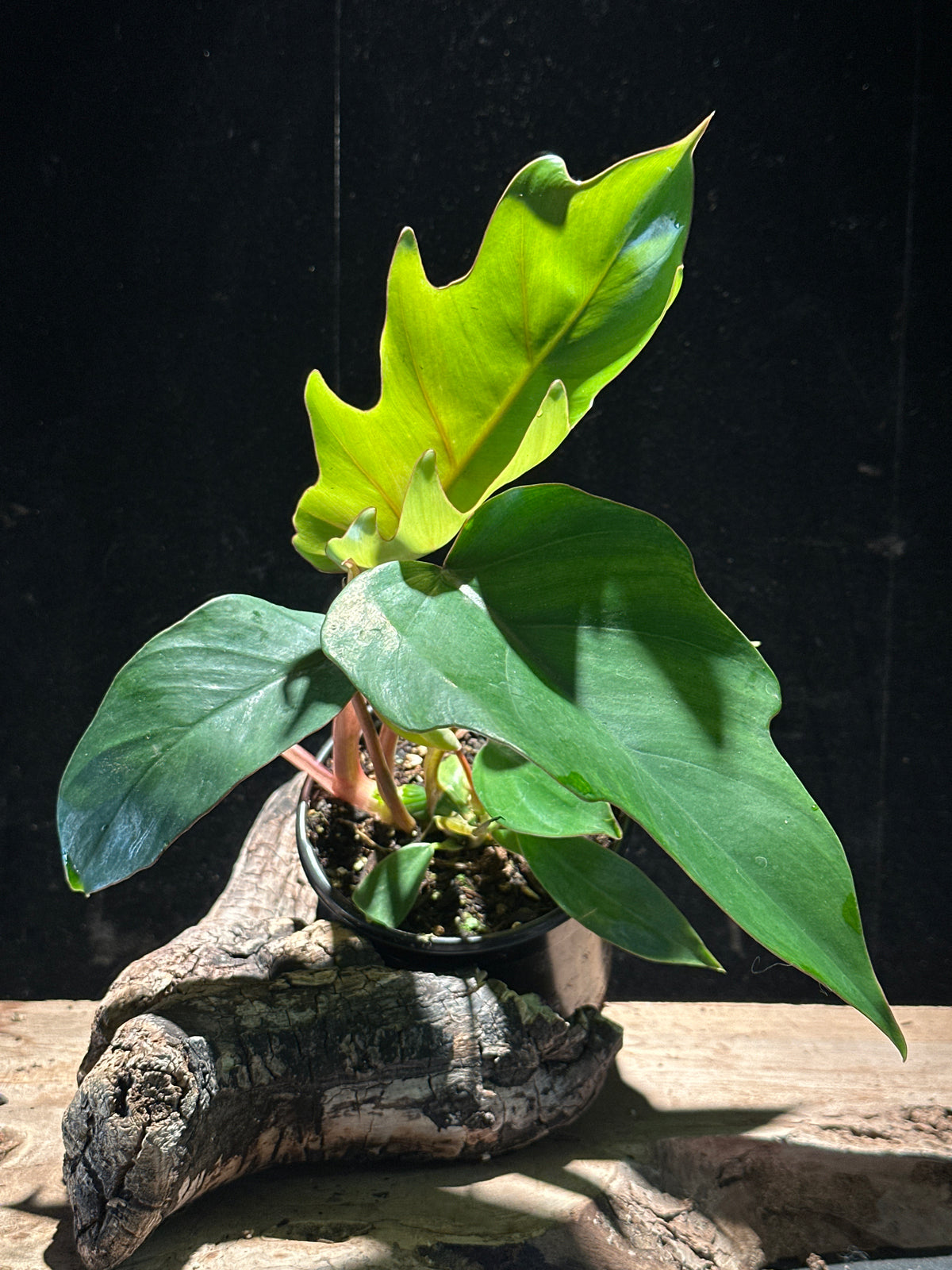 Philodendron Tahiti (P. mayoi) – 4" Jungle-Vibe Palm Leaf Plant