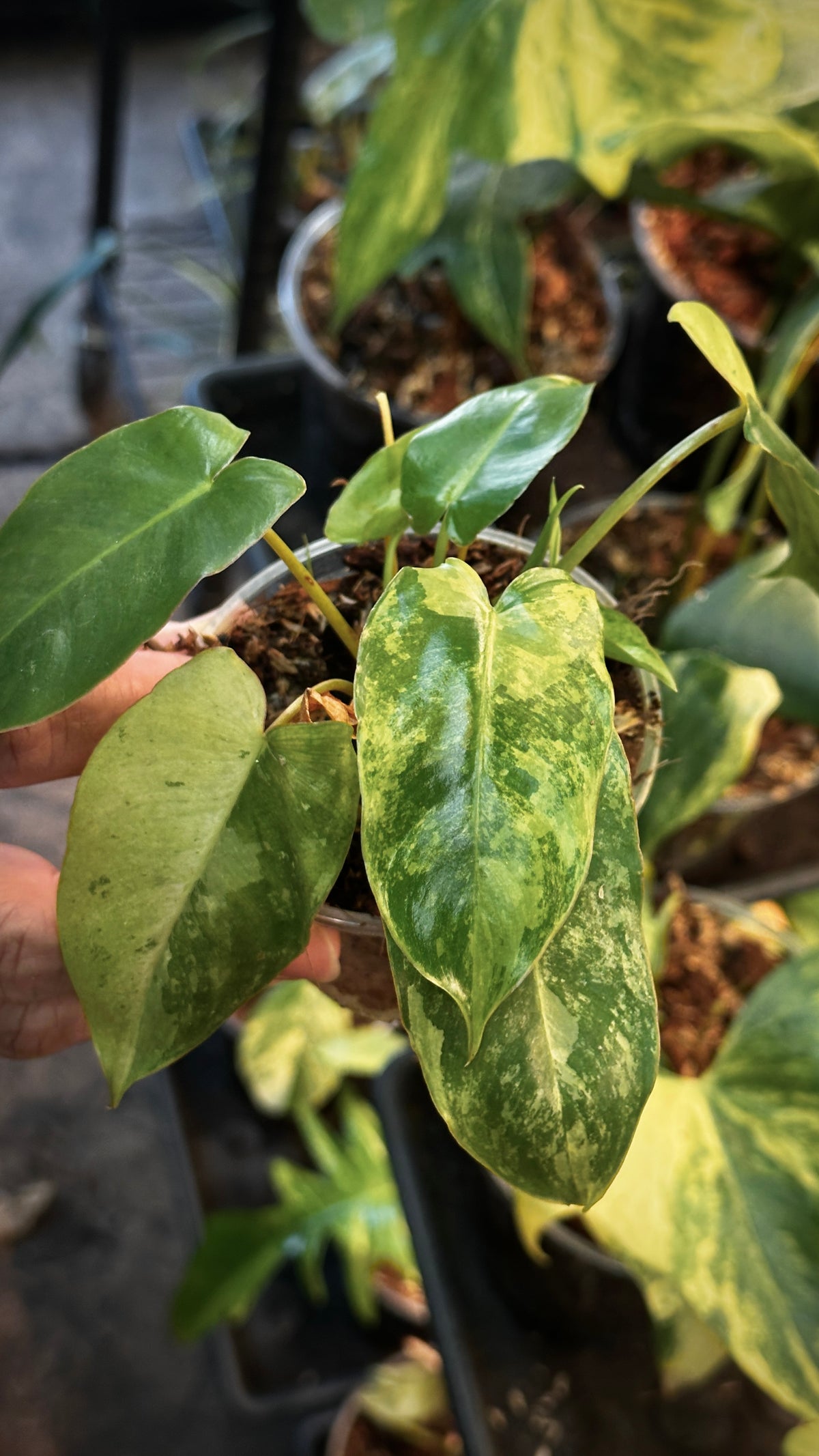Philodendron 'Burle Marxii Snow White' 4" Pre-sale
