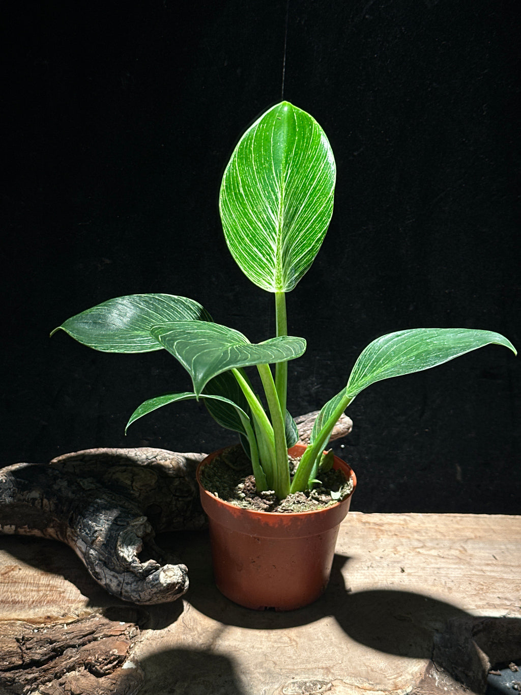 Philodendron 'Birkin’