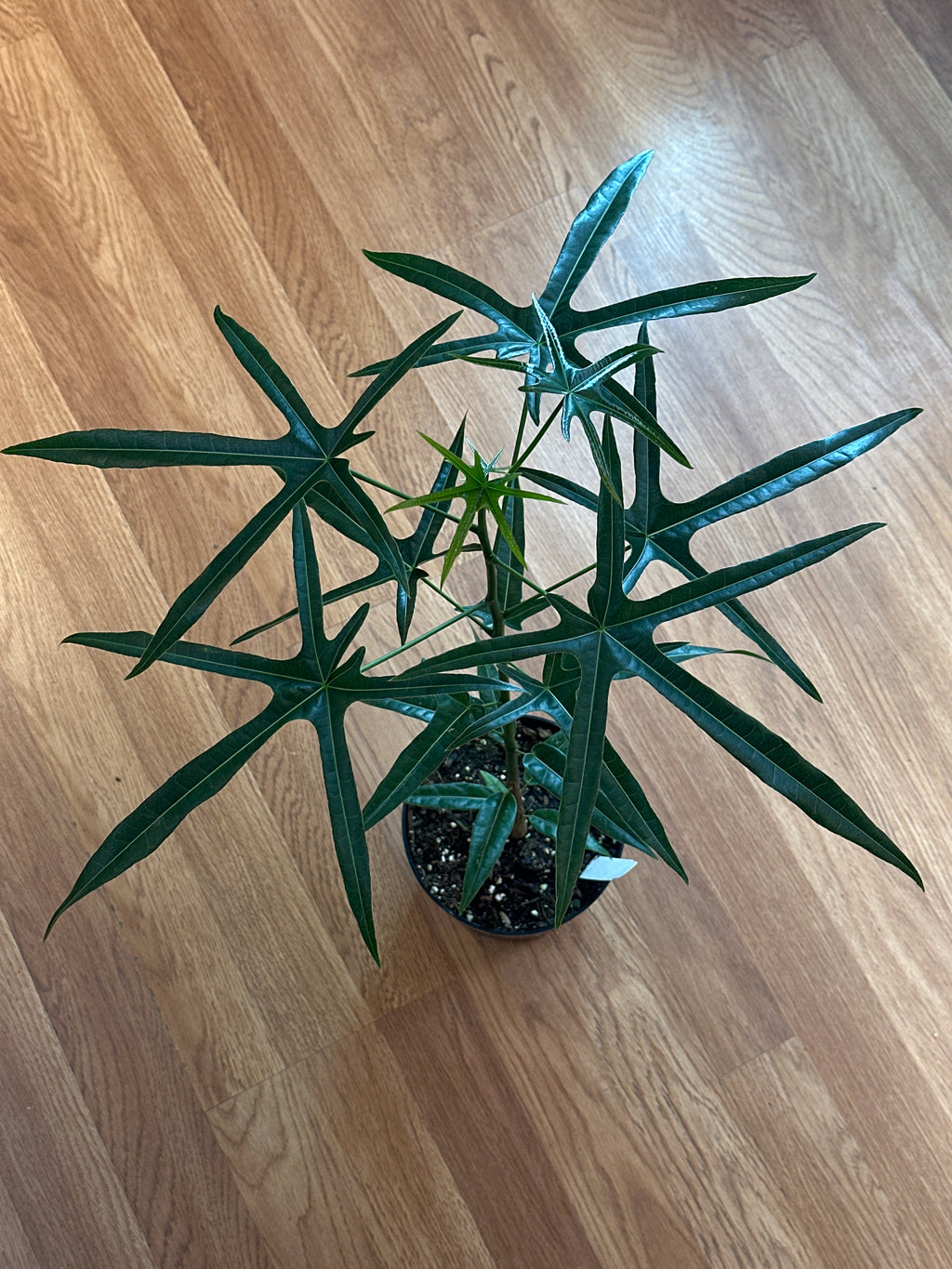 Queensland Bottle Tree - Brachychiton rupestris hybrid