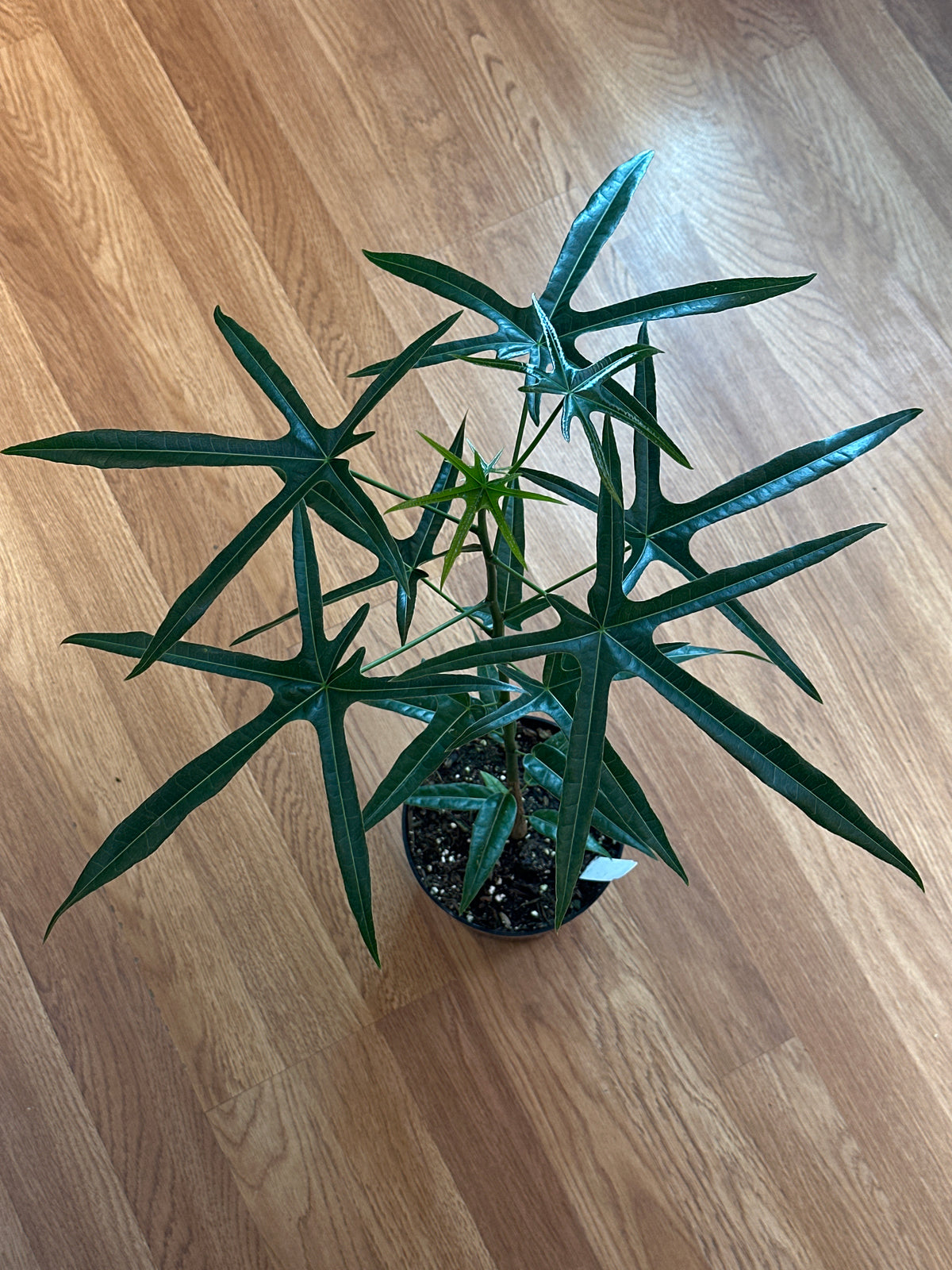 Queensland Bottle Tree - Brachychiton rupestris hybrid