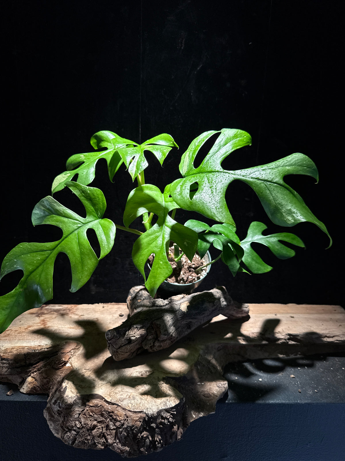 Variegated Rhaphidophora tetrasperma