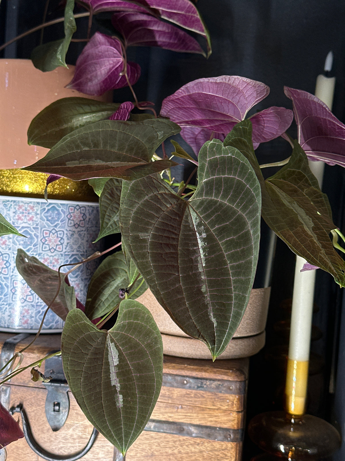 Dioscorea discolor - Ornamental Yam 6"