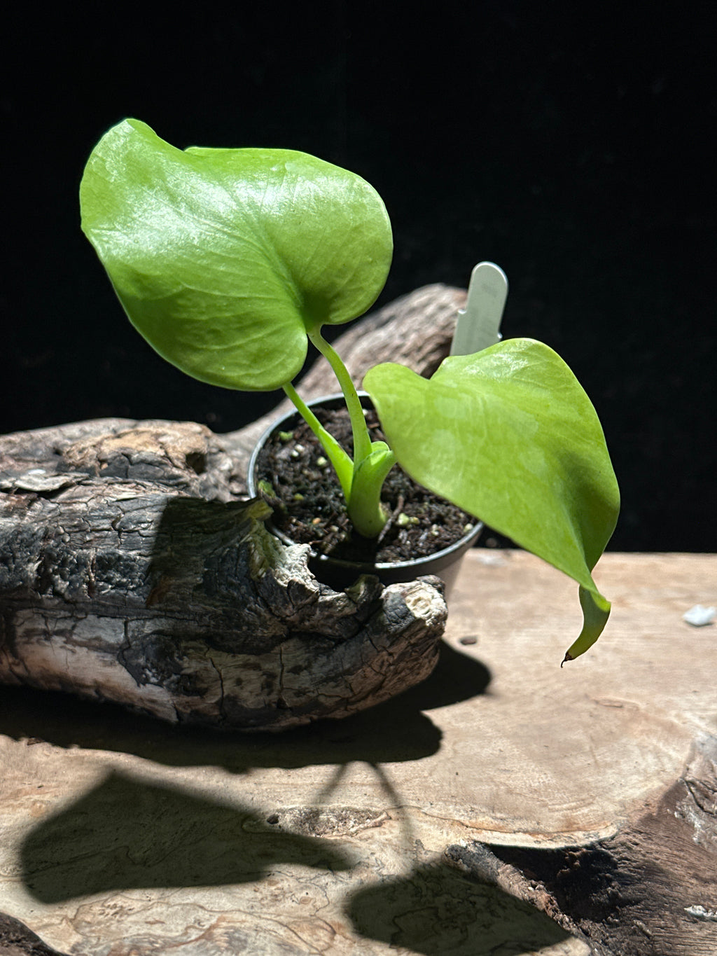 Monstera Deliciosa 'Lemon Lime' | Rare Chartreuse Aroid