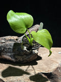 Monstera Deliciosa 'Lemon Lime' | Rare Chartreuse Aroid