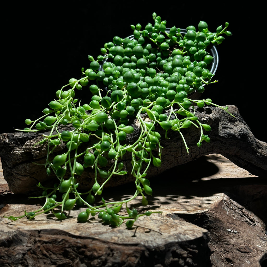 String of pearls