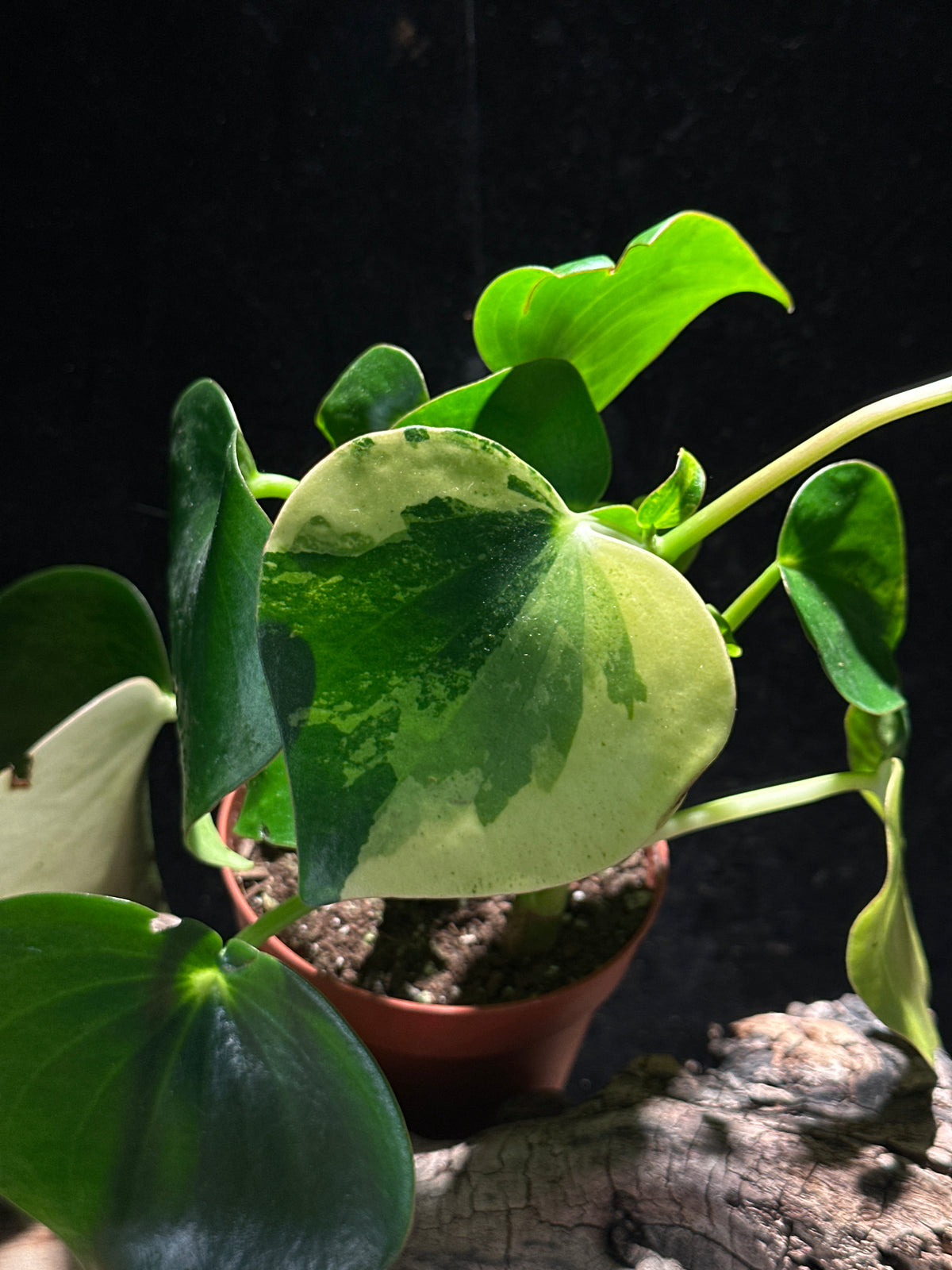 Peperomia ‘Raindrop variegated’