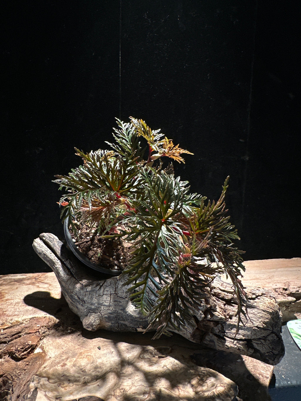Begonia bipinnatifida