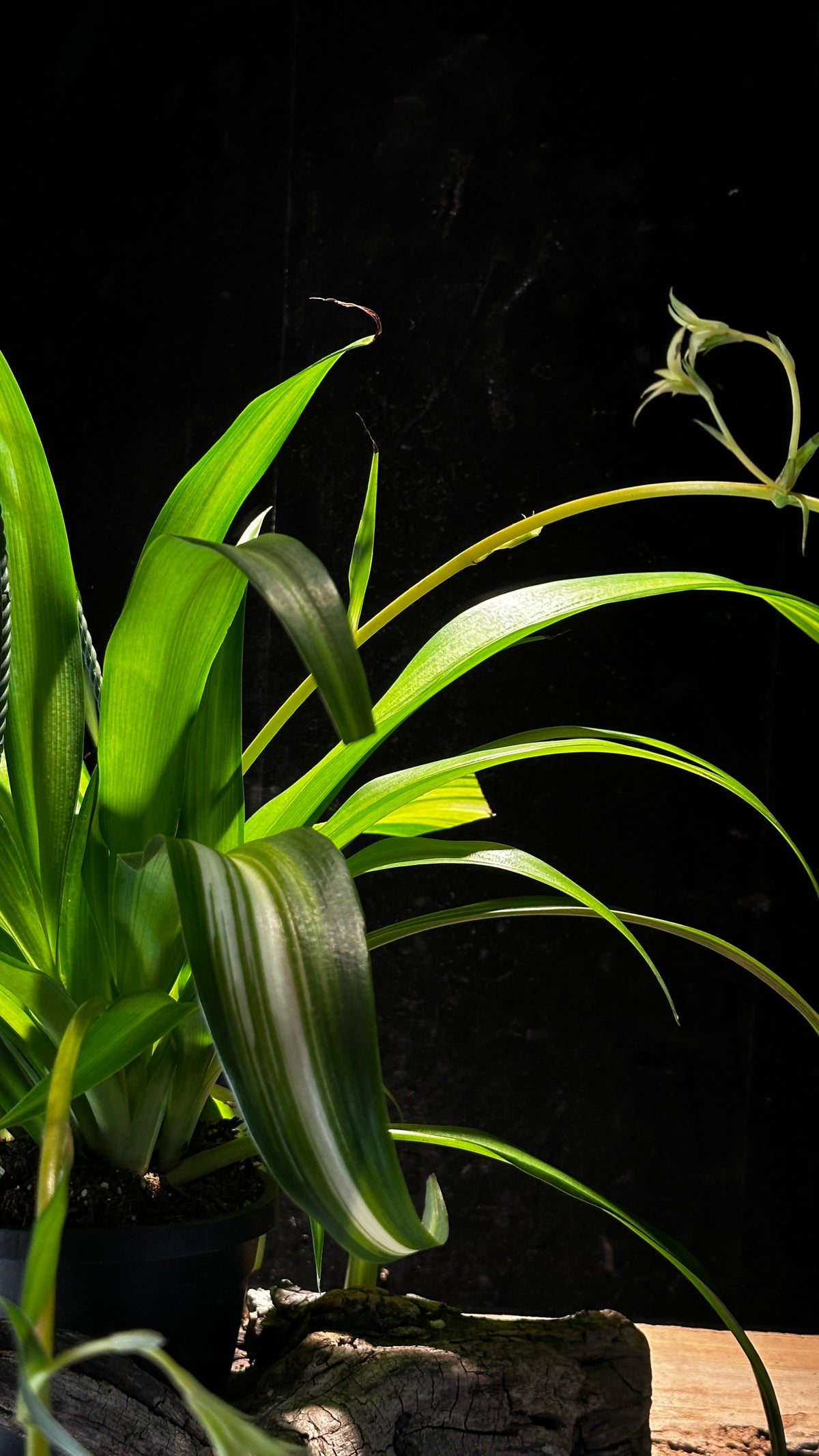 Hawaiian Spider Plant – Air-Purifying Trailing Hanging Basket