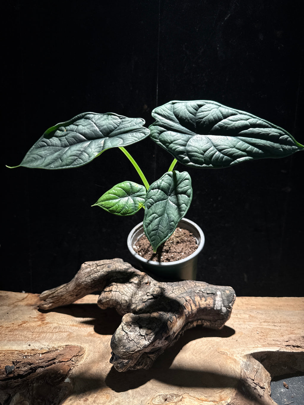 Alocasia ‘Dragon Scale’ 4” Pot