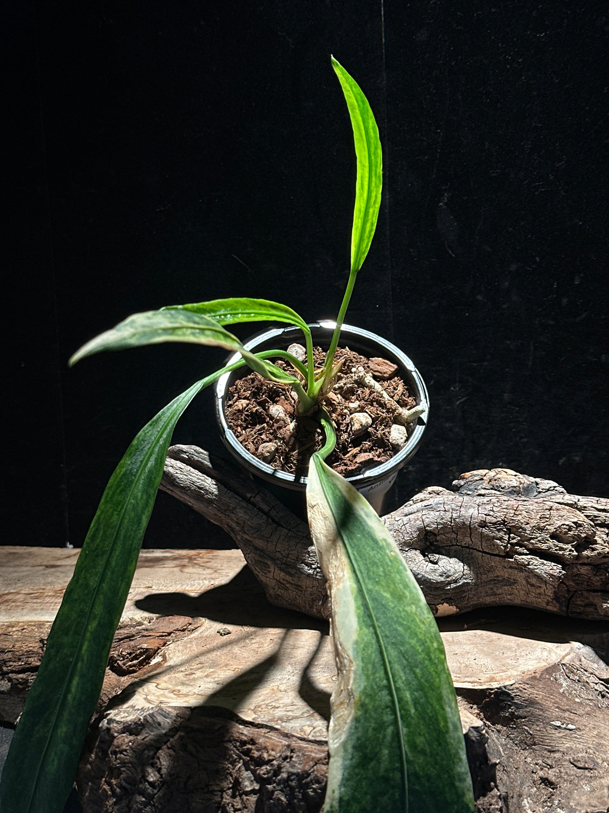 Anthurium vittarifolium - Variegated