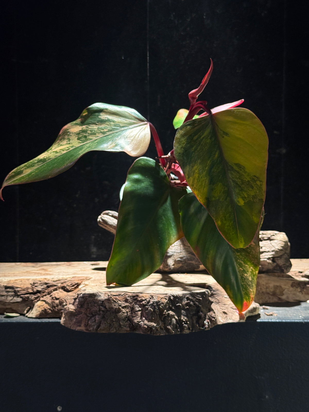 Philodendron 'Strawberry Shake'