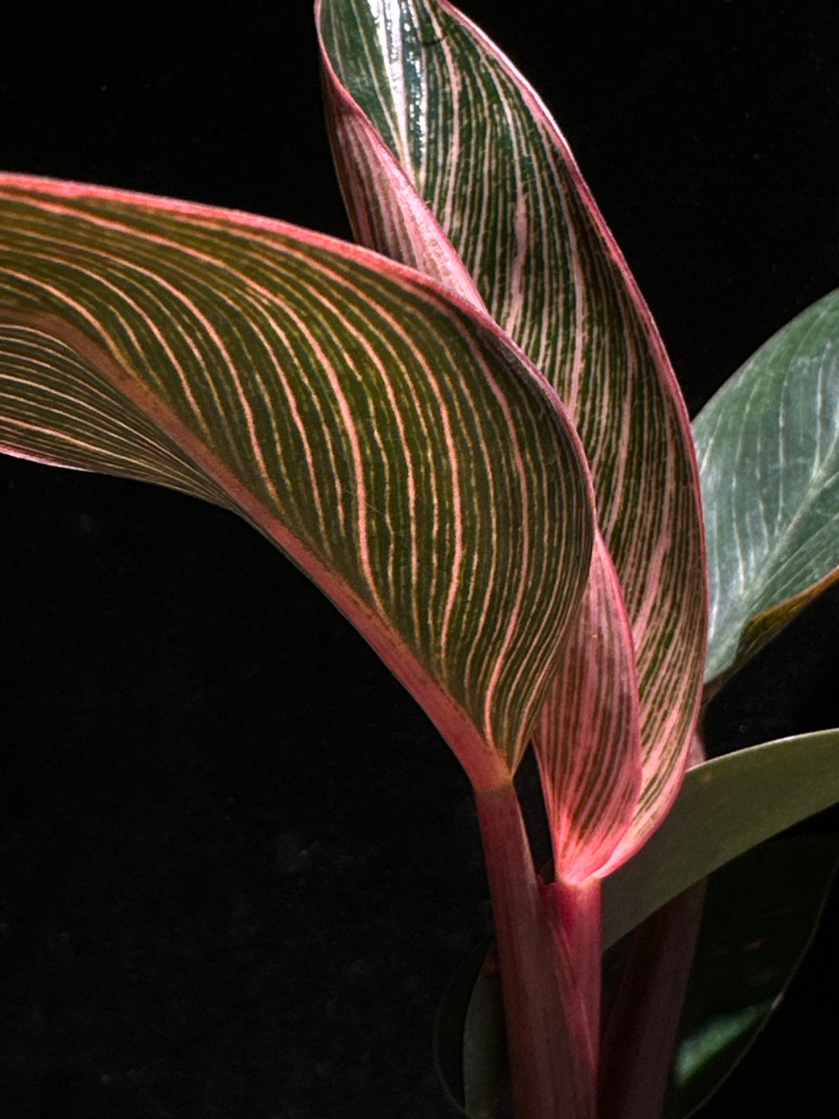 Philodendron 'Pink Bikini' (Pink Birkin)
