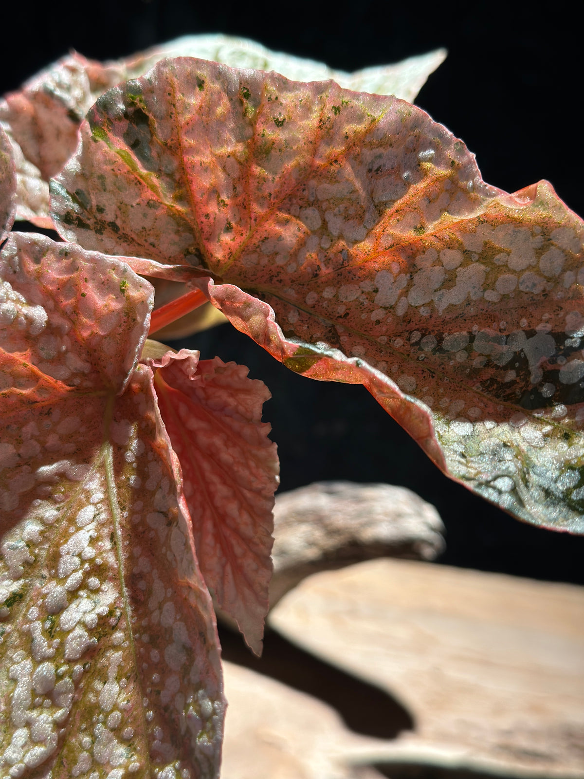 Begonia Variegated Snowcap