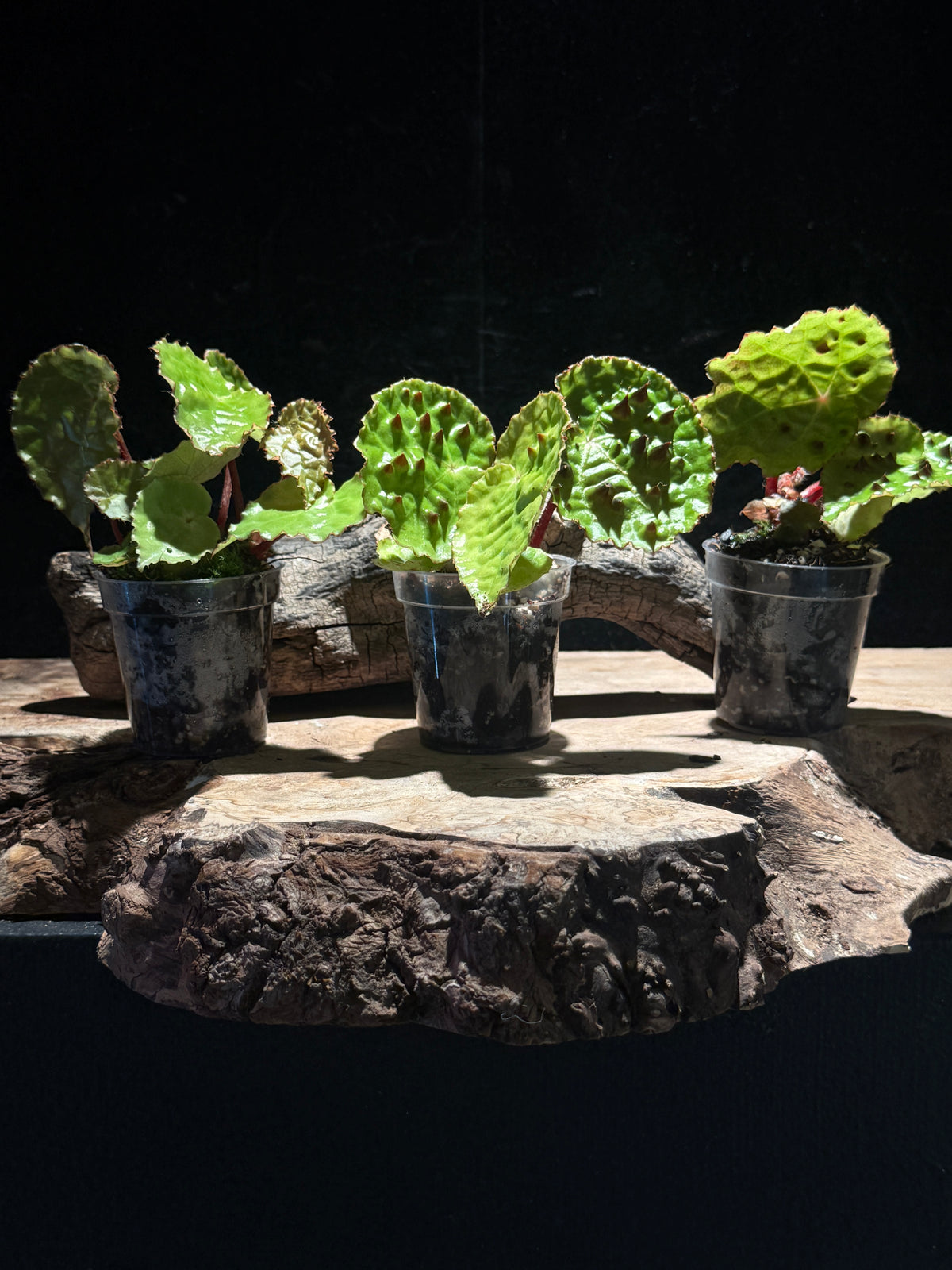 Begonia Ferox
