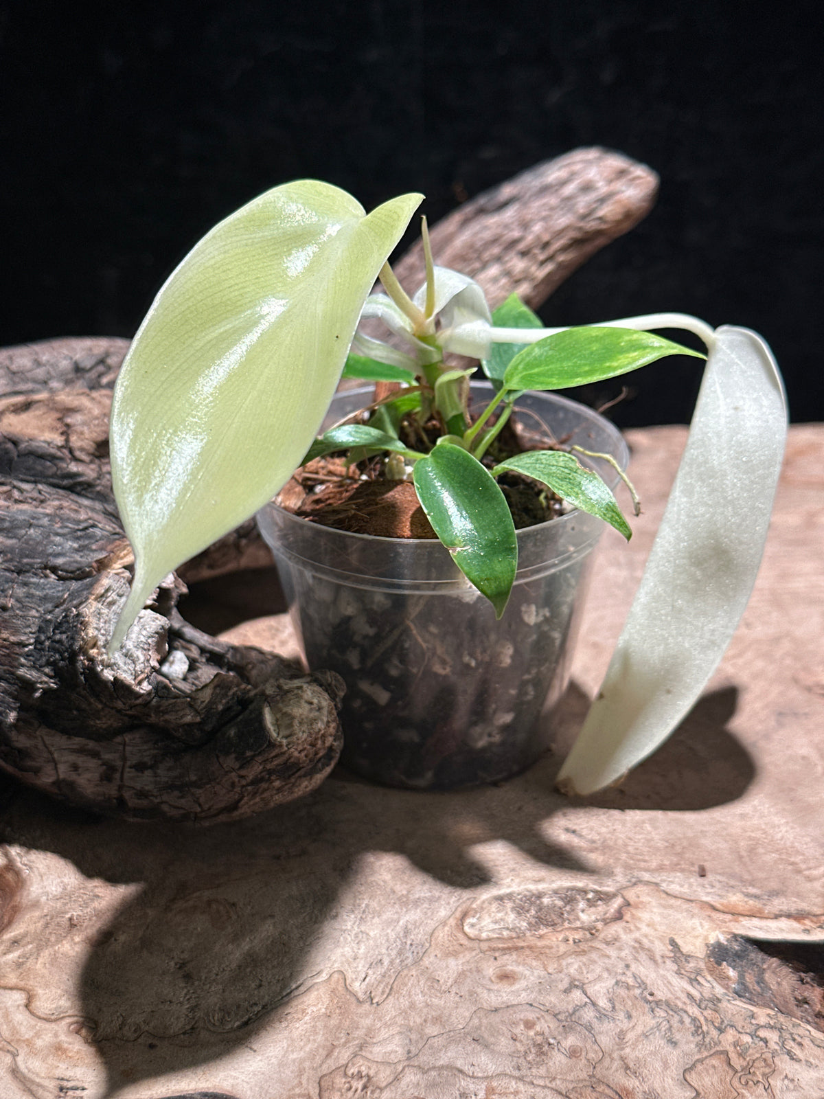 Philodendron 'Florida Ghost Mint' Live Houseplant | Rare Transforming Aroid