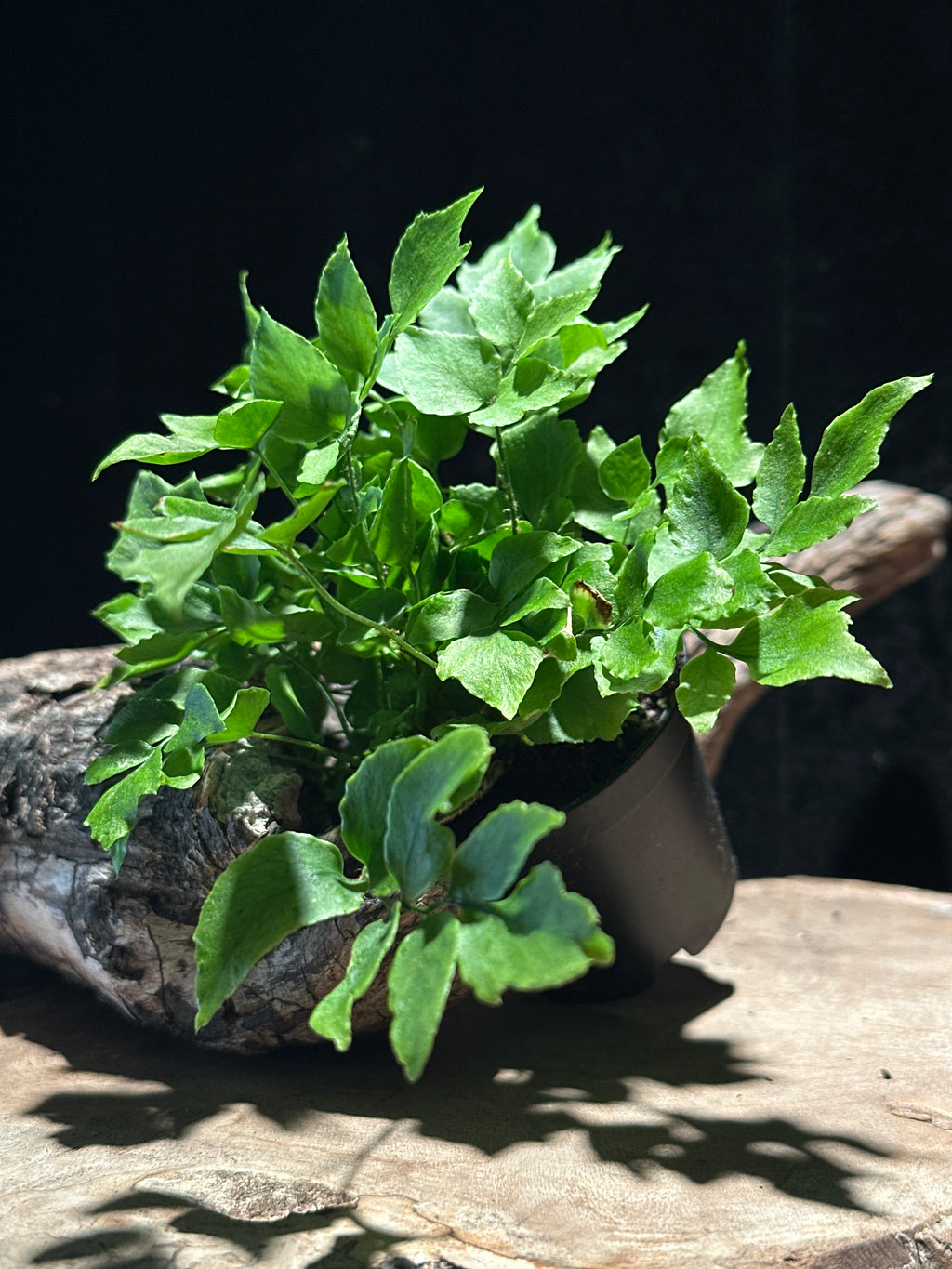 Maidenhair Fern (Assorted Adiantum Cultivars)