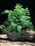 Davallia fejeensis-upright ‘Rabbit’s Foot Fern’