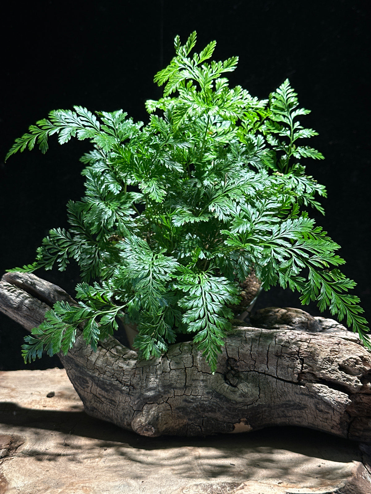 Davallia fejeensis-upright ‘Rabbit’s Foot Fern’