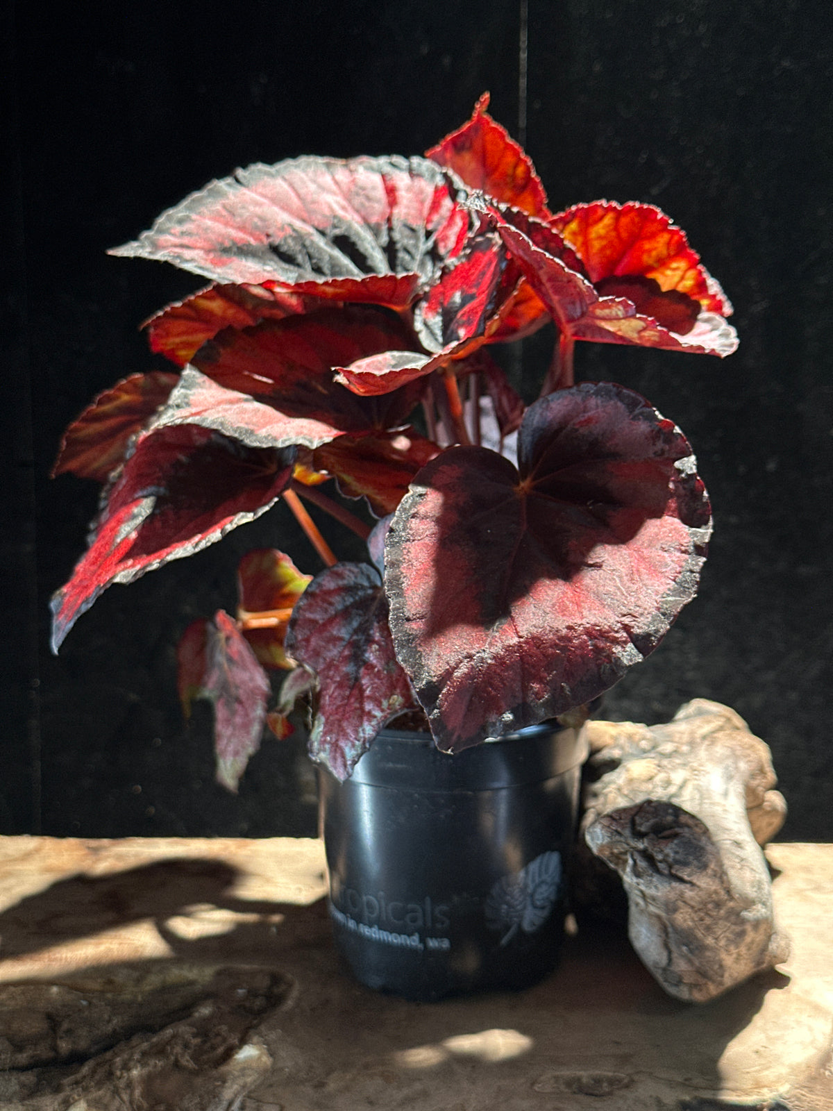 Begonia Red Kiss – High-Contrast Metallic Red Rex Begonia