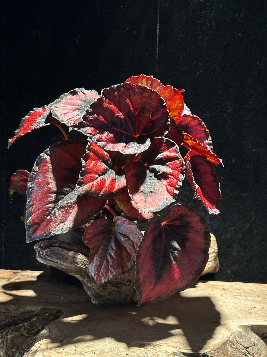 Begonia Red Kiss – High-Contrast Metallic Red Rex Begonia