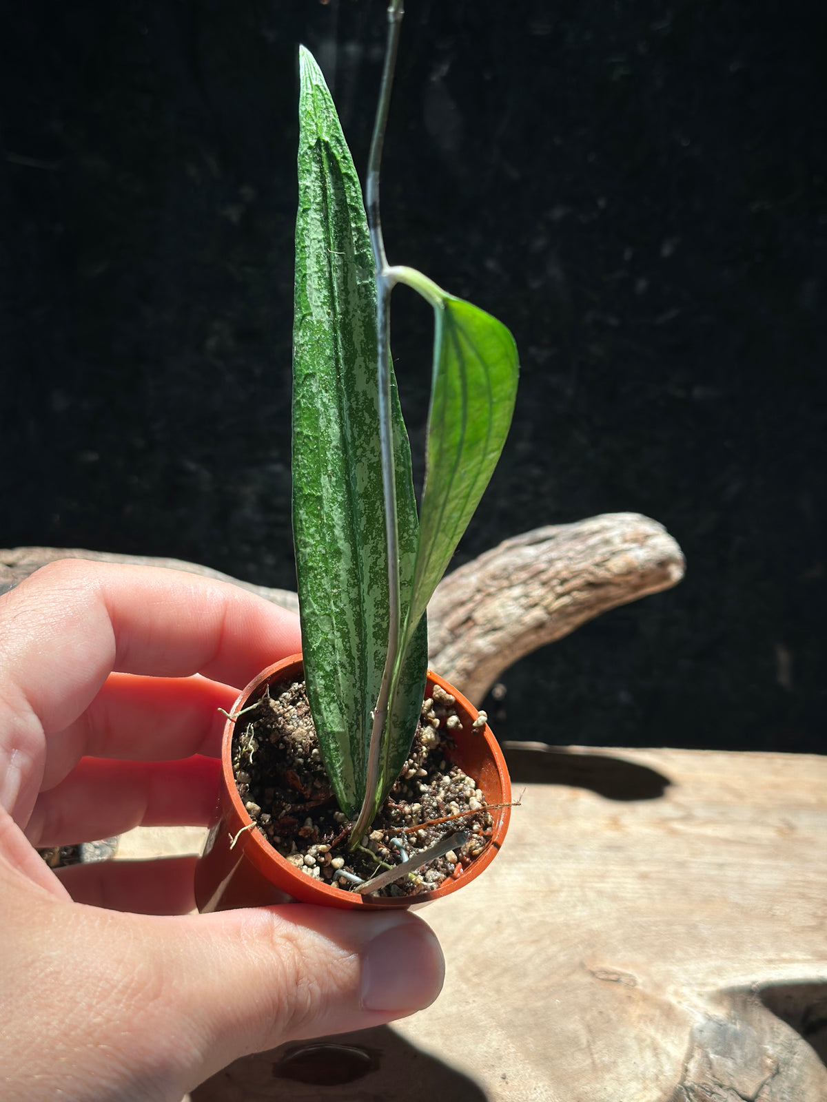Hoya ‘Rindu Rafflesia Silver Splash’