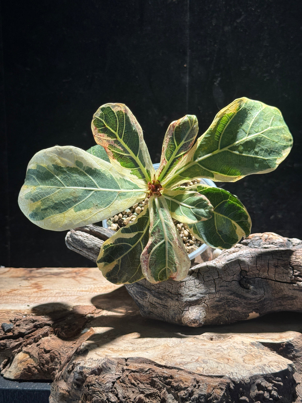 Ficus lyrata ‘Variegata’ — Variegated Fiddle Leaf Fig