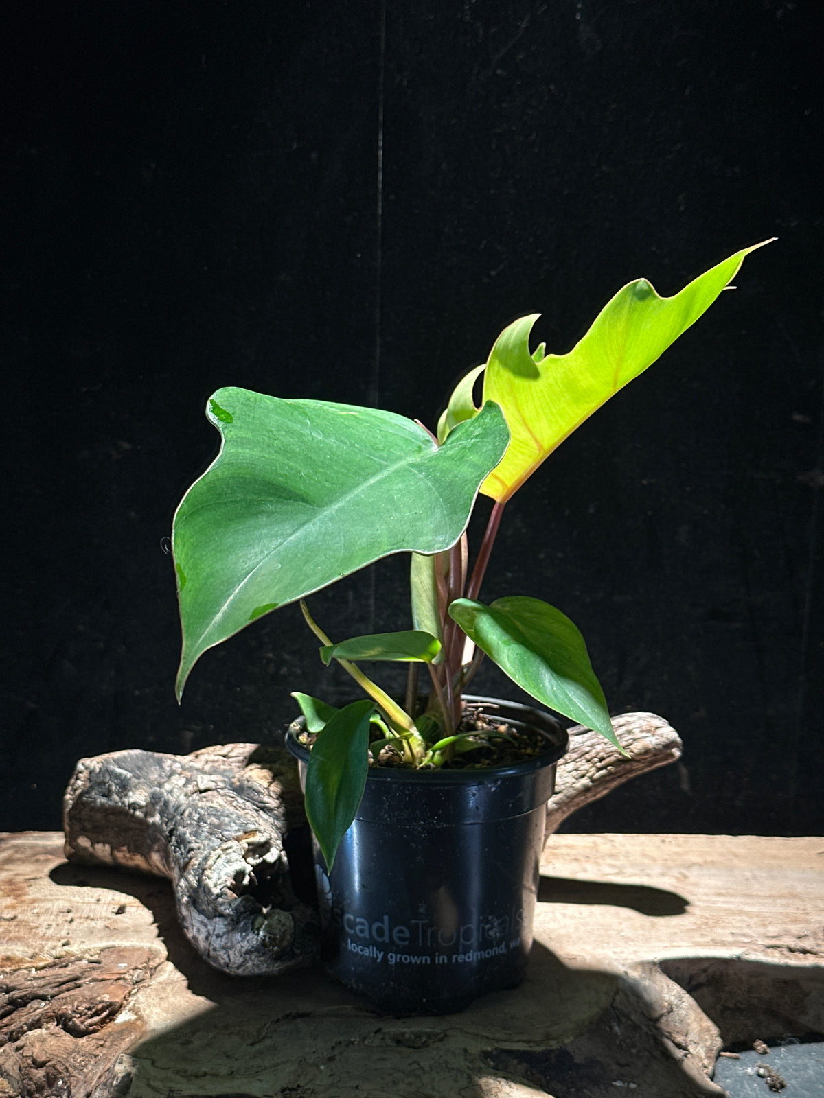 Philodendron Tahiti (P. mayoi) – 4" Jungle-Vibe Palm Leaf Plant