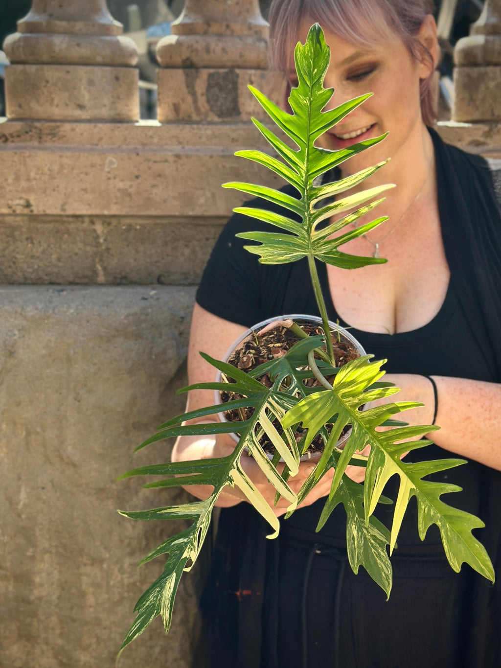 Philodendron Florida Beauty x Tortum variegated 6"