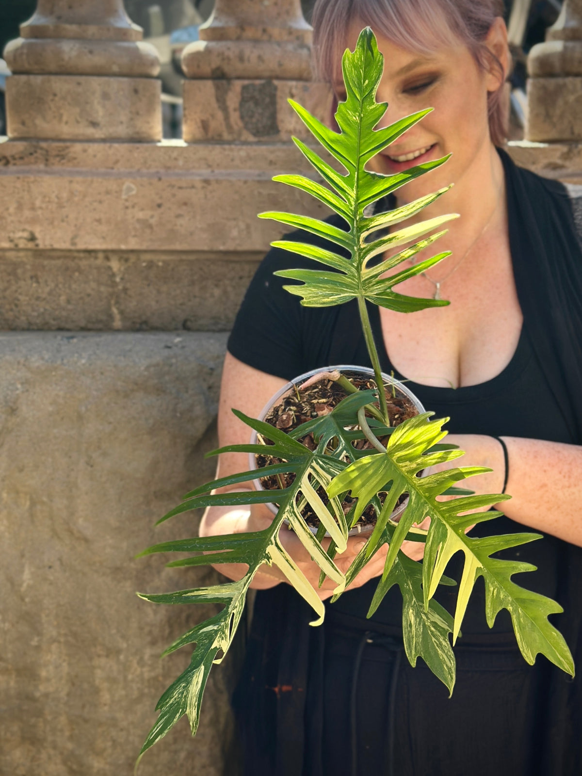 Philodendron Florida Beauty x Tortum variegated 6"