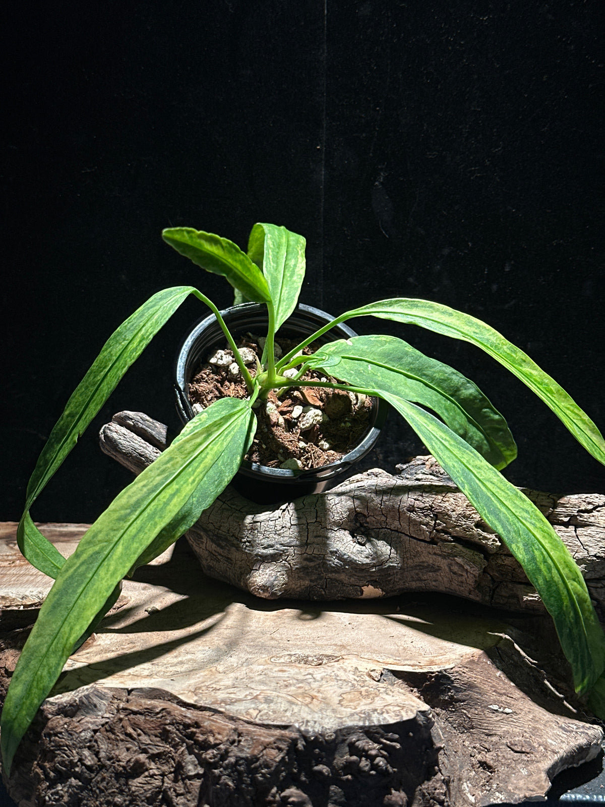 Anthurium vittarifolium - Variegated