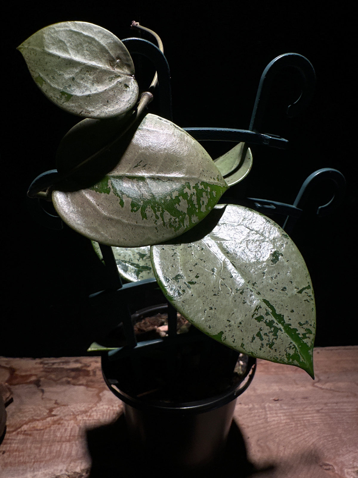 Hoya verticillata ‘Silver Heart’