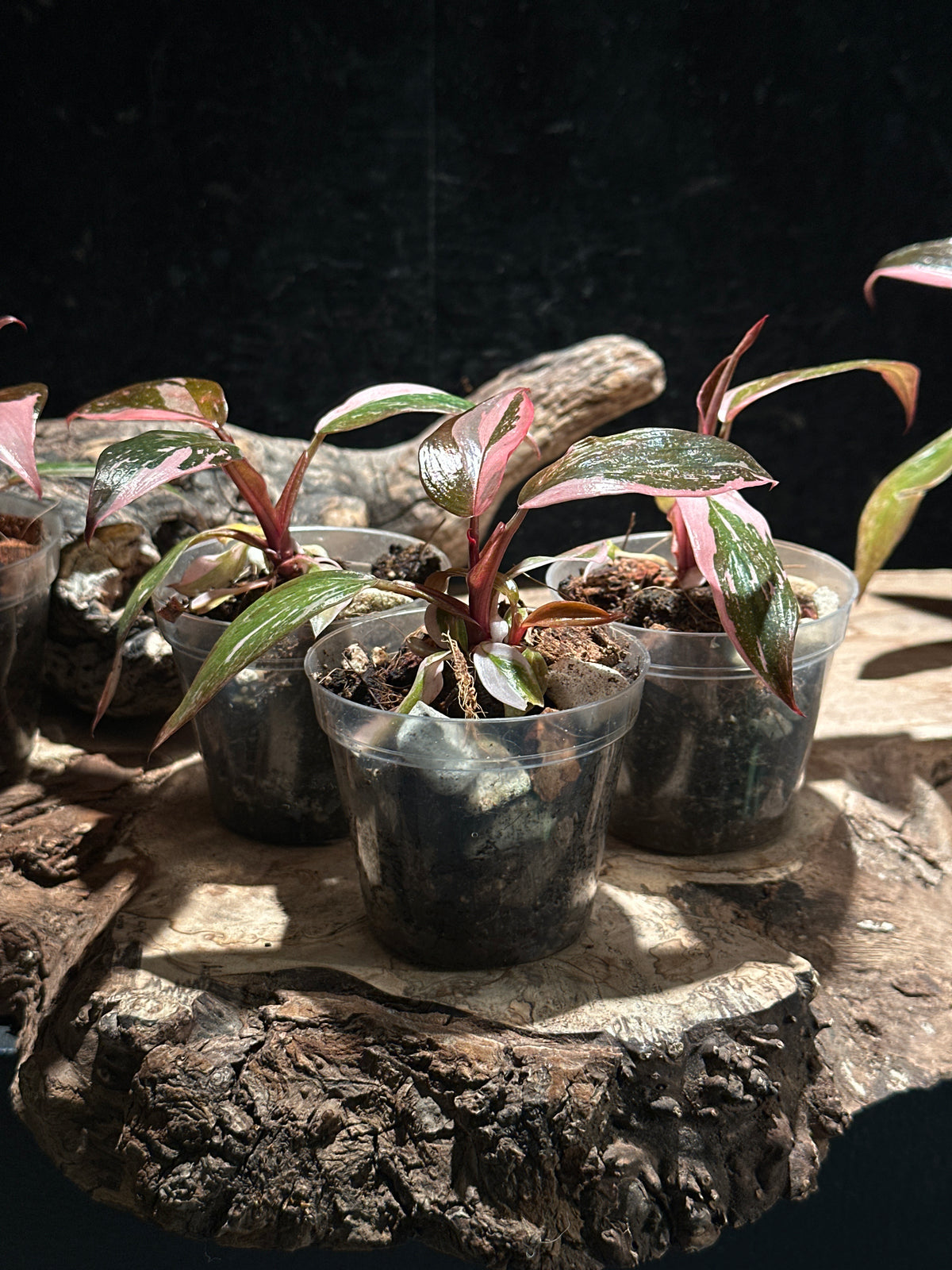 Philodendron 'Pink Princess Marble Galaxy' Live Houseplant | Rare Variegated Philodendron