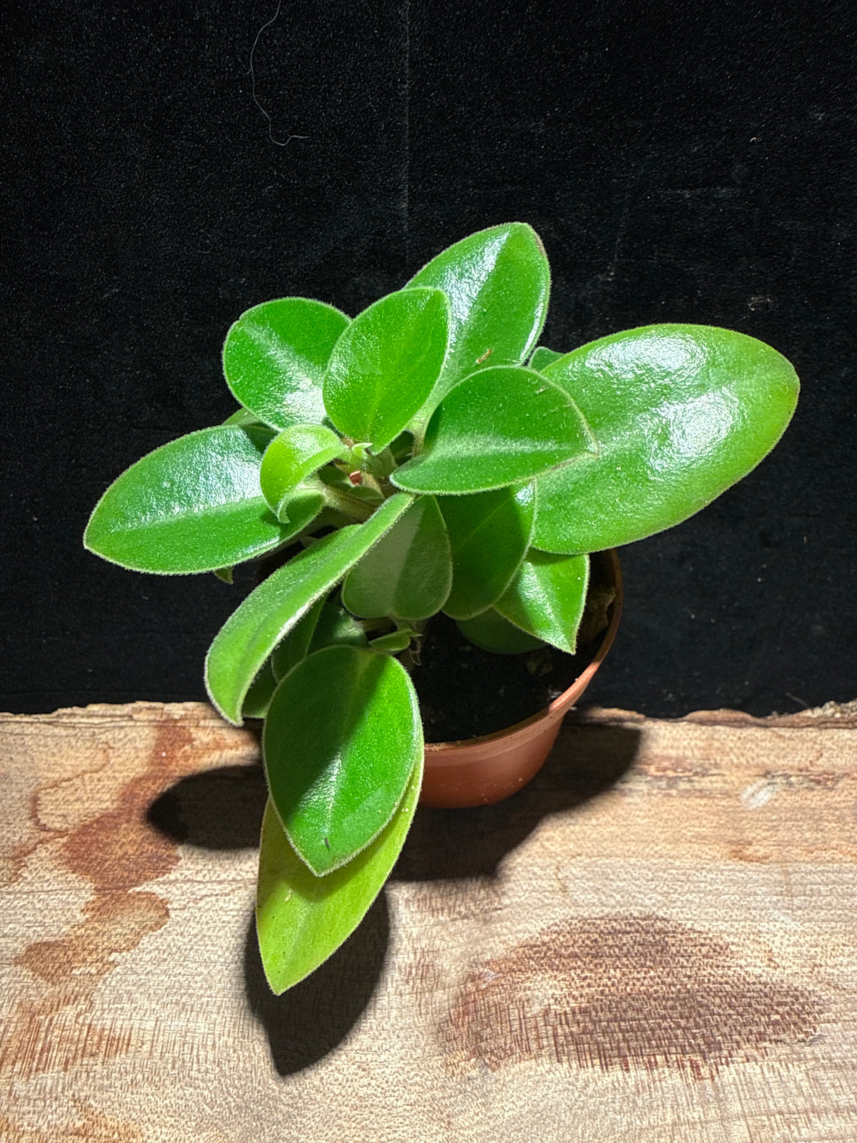 Peperomia ‘Astrid’ – Textured Green Gem