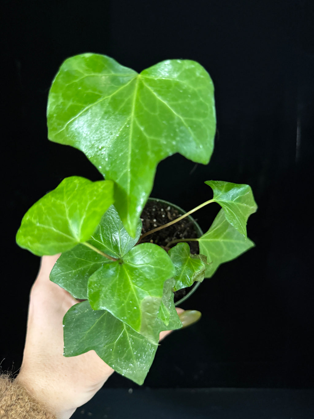 Algerian Ivy 4”