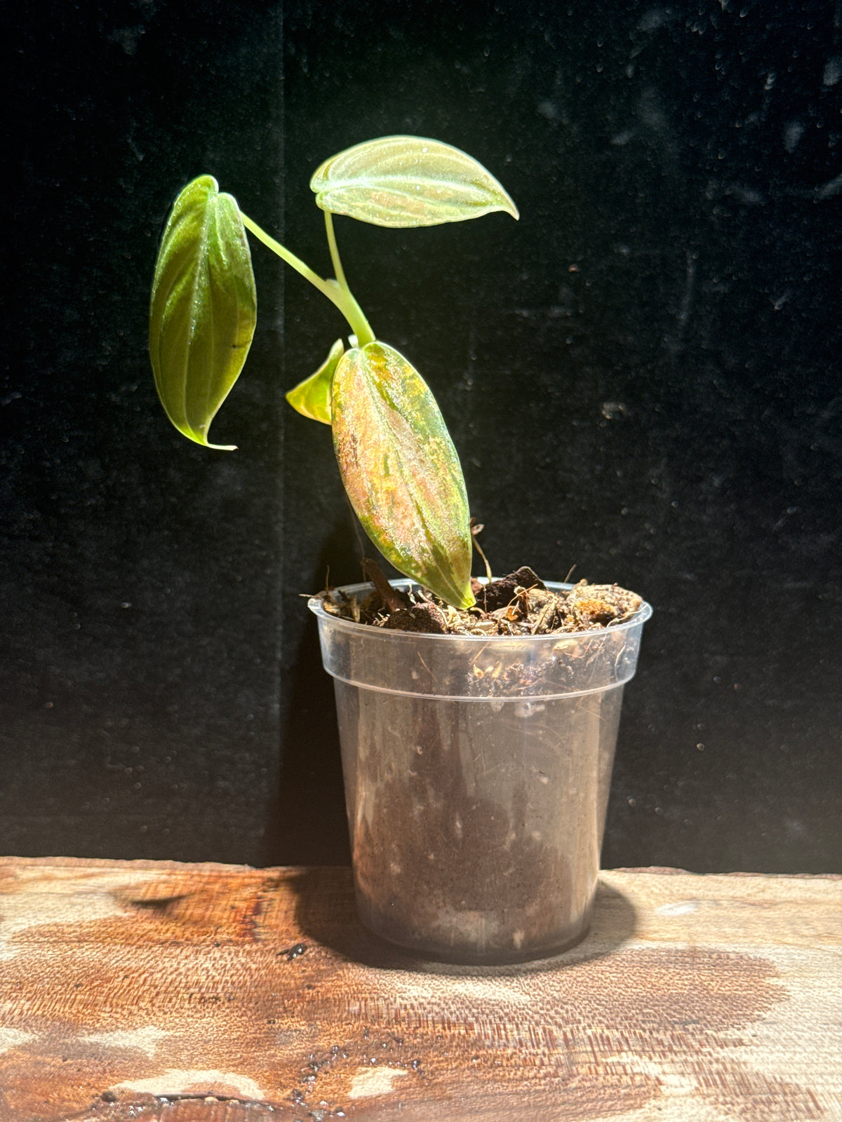 Philodendron Melanochrysum Variegated