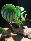 Watermelon Peperomia