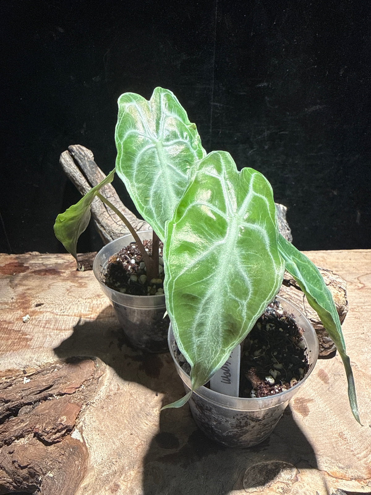 Alocasia 'Venom' (Rare Jewel Alocasia)